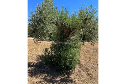 Helårsgrund i Tomar, Santarem, Tomar - € 13.500 | Ref: 01166-24 - foto 2