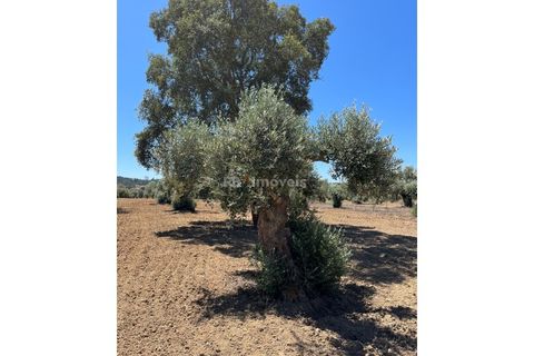 Helårsgrund i Tomar, Santarem, Tomar - € 13.500 | Ref: 01166-24 - foto 3
