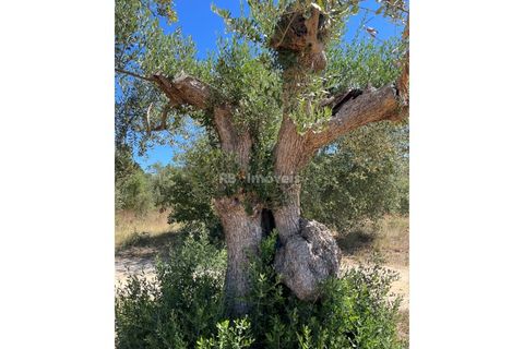 Helårsgrund i Tomar, Santarem, Tomar - € 13.500 | Ref: 01166-24 - foto 4