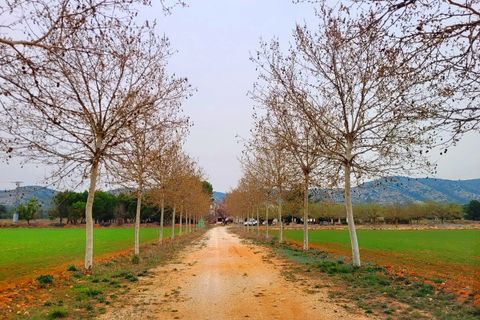 Finca i Bocairent, Valencia - foto 4