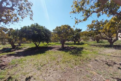 Finca i Salobrena, Granada, Salobrena - € 270.000 | Ref: MP545 - foto 9
