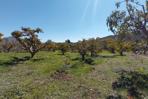 Finca i Salobrena, Granada, Salobrena - € 270.000 | Ref: MP545 - foto 10
