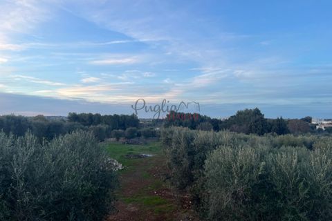 Villa a Ostuni, Brindisi, Ostuni - € 525.000 | Ref: 263 - foto 33