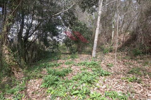 Helårsgrund i Ponte de Lima, Viana do Castelo, Ponte de Lima - € 130.000 | Ref: PTL-1169-MD-0324 - foto 5