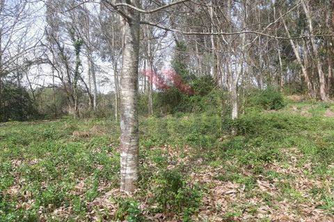 Helårsgrund i Ponte de Lima, Viana do Castelo, Ponte de Lima - € 130.000 | Ref: PTL-1169-MD-0324 - foto 6