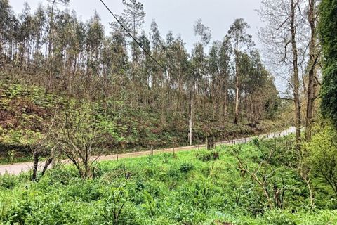 Terra a Angeja, Aveiro, Angeja - € 49.000 | Ref: AV24/032 - foto 2