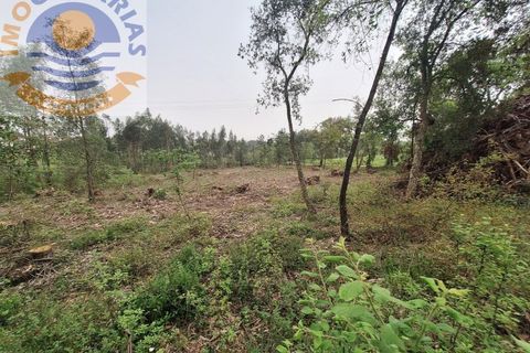 Helårsgrund i Ourem, Santarem, Ourem - € 49.000 | Ref: TER_701 - foto 13