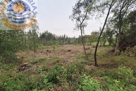 Helårsgrund i Ourem, Santarem, Ourem - € 49.000 | Ref: TER_701 - foto 14