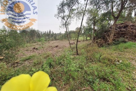 Helårsgrund i Ourem, Santarem, Ourem - € 49.000 | Ref: TER_701 - foto 15