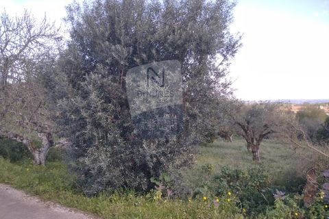 Villa a Mouriscas, Santarem, Mouriscas - € 55.000 | Ref: ID 01001101-82 - foto 15