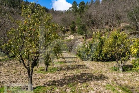 Farm i Belmonte, Castelo Branco, Belmonte - € 1.400.000 | Ref: MAS_105RS1202-3292 - foto 25