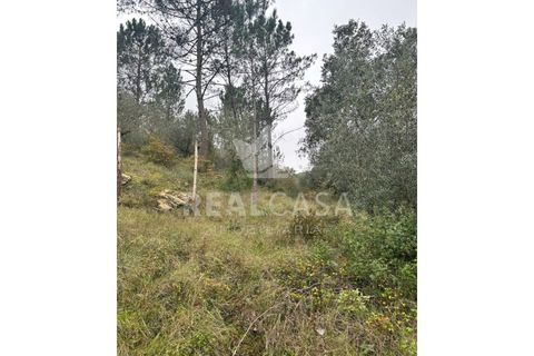 Helårsgrund i Batalha, Leiria, Batalha - € 9.900 | Ref: SÒL_64 - foto 3