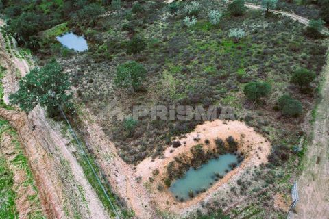 Farm i Castelo Branco, Castelo Branco, Castelo Branco - € 110.000 | Ref: PP4067 - foto 16