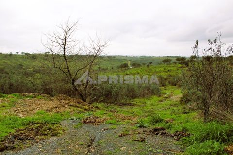 Farm i Castelo Branco, Castelo Branco, Castelo Branco - € 110.000 | Ref: PP4067 - foto 18