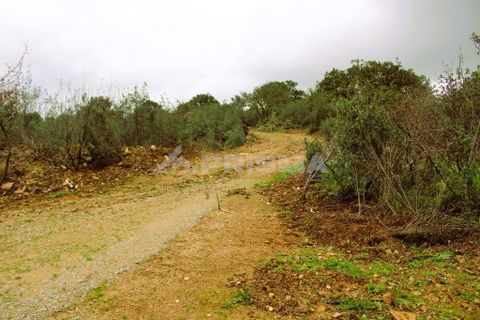 Farm i Castelo Branco, Castelo Branco, Castelo Branco - € 110.000 | Ref: PP4067 - foto 19