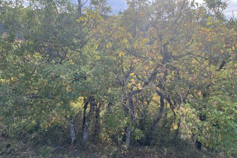 Terra a Verrieres, Aveyron, Verrieres - € 25.000 | Ref: 12014342975 - foto 3
