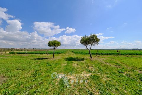 Terra a Racale, Lecce, Racale - € 128.000 | Ref: RAIL-PA-128 - foto 12