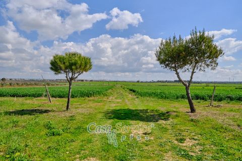 Terra a Racale, Lecce, Racale - € 128.000 | Ref: RAIL-PA-128 - foto 13