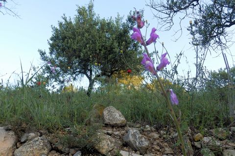 Finca i Miravet, Tarragona, Miravet - € 39.000 | Ref: Mir06rob - foto 7