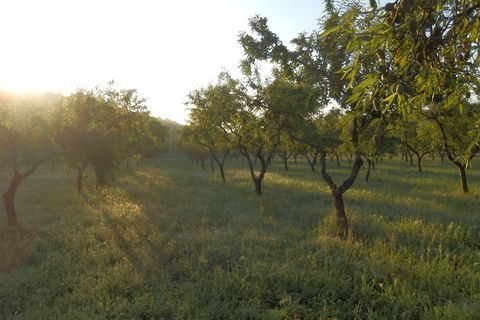 Finca i Miravet, Tarragona, Miravet - € 39.000 | Ref: Mir06rob - foto 15