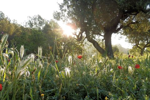 Finca i Miravet, Tarragona, Miravet - € 39.000 | Ref: Mir06rob - foto 8