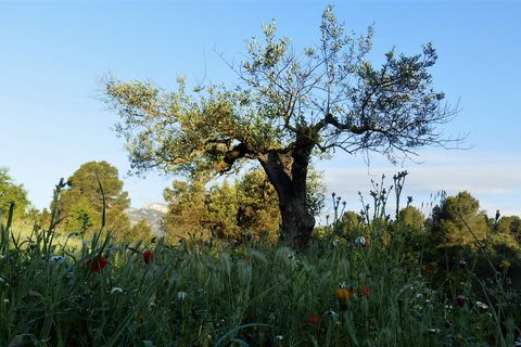 Finca i Miravet, Tarragona, Miravet - € 39.000 | Ref: Mir06rob - foto 11