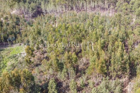 Helårsgrund i Proenca-a-Nova, Castelo Branco, Proenca-a-Nova - € 35.000 | Ref: SA257 - foto 5