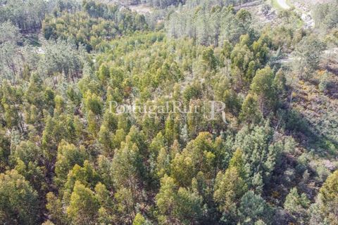 Helårsgrund i Proenca-a-Nova, Castelo Branco, Proenca-a-Nova - € 35.000 | Ref: SA257 - foto 7