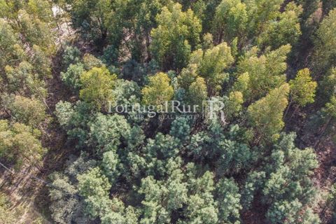 Helårsgrund i Proenca-a-Nova, Castelo Branco, Proenca-a-Nova - € 35.000 | Ref: SA257 - foto 8