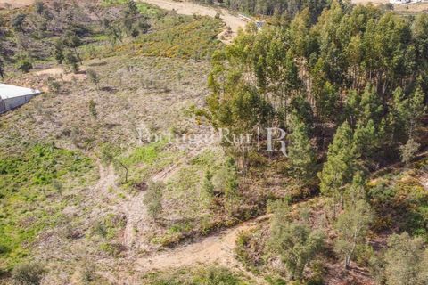 Terreno en Proenca-a-Nova, Castelo Branco, Proenca-a-Nova - € 75.000 | Ref: SA168 - photo 7