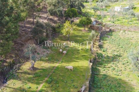 Farm i Proenca-a-Nova, Castelo Branco, Proenca-a-Nova - € 100.000 | Ref: SA362 - foto 12