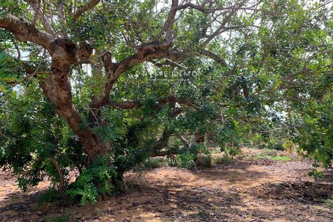 Finca i El Perello, Tarragona, El Perello - € 79.000 | Ref: 1098 - foto 7