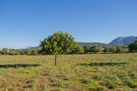 Terra a Manacor, Mallorca, Manacor - € 500.000 | Ref: 23-012 - foto 6