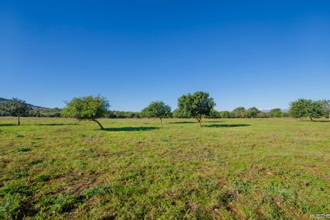 Terra a Manacor, Mallorca, Manacor - € 500.000 | Ref: 23-012 - foto 8