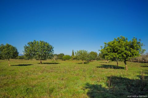 Terra a Manacor, Mallorca, Manacor - € 500.000 | Ref: 23-012 - foto 9