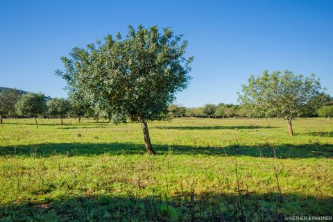 Terra a Manacor, Mallorca, Manacor - € 500.000 | Ref: 23-012 - foto 10