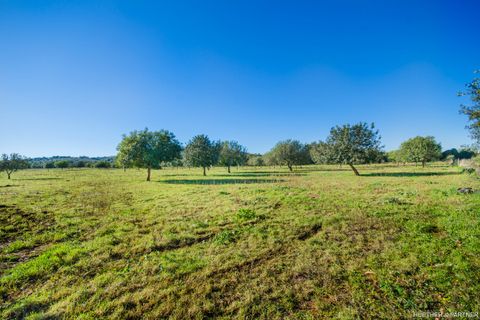 Terra a Manacor, Mallorca, Manacor - € 500.000 | Ref: 23-012 - foto 11