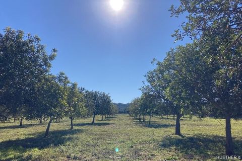 Terra a Manacor, Mallorca, Manacor - € 500.000 | Ref: 23-012 - foto 12