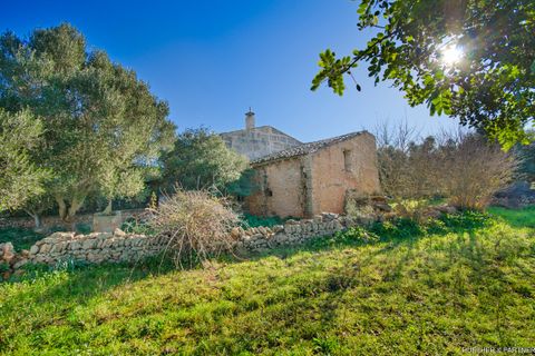 Terra a Manacor, Mallorca, Manacor - € 500.000 | Ref: 23-012 - foto 13