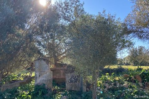 Terra a Manacor, Mallorca, Manacor - € 500.000 | Ref: 23-012 - foto 14