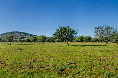 Terra a Manacor, Mallorca, Manacor - € 500.000 | Ref: 23-012 - foto 15