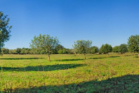 Terra a Manacor, Mallorca, Manacor - € 500.000 | Ref: 23-012 - foto 17