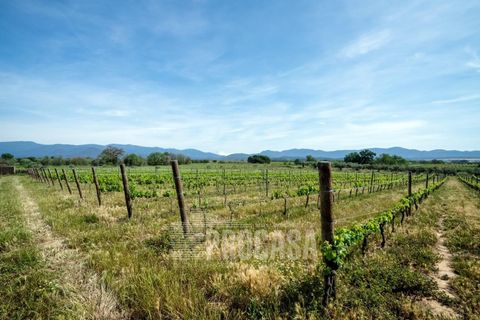 Villa a Masarac, Gerona, Masarac - € 975.000 | Ref: 3204 - foto 40