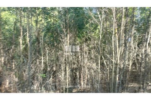 Helårsgrund i Penafiel, Porto, Penafiel - € 18.500 | Ref: MC09647 - foto 2