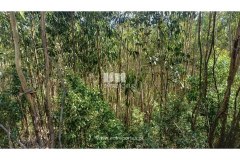 Helårsgrund i Penafiel, Porto, Penafiel - € 18.500 | Ref: MC09647 - foto 4