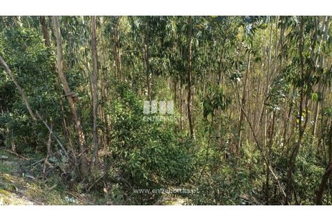Helårsgrund i Penafiel, Porto, Penafiel - € 18.500 | Ref: MC09647 - foto 6