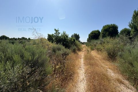 Helårsgrund i Castelo Branco, Castelo Branco, Castelo Branco - € 750.000 | Ref: TERJL019 - foto 5
