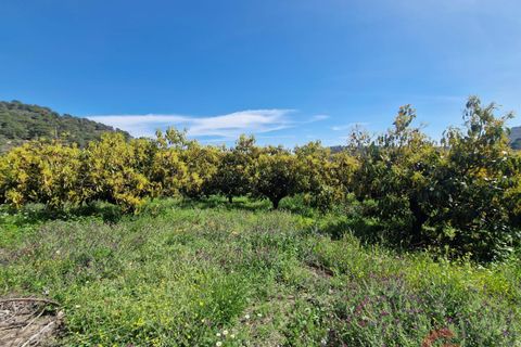 Finca i Salobrena, Granada, Salobrena - € 230.000 | Ref: MP554 - foto 14