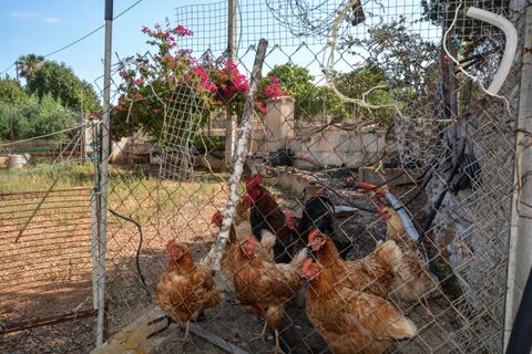 Finca i Son Servera, Mallorca, Son Servera - € 1.260.000 | Ref: FALC-CrYa-36828 - foto 8