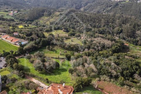 Terra a Turquel, Leiria, Turquel - € 105.000 | Ref: TE1427 - foto 5